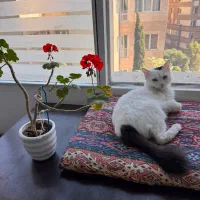 گربه سفید