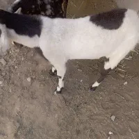 گتاج سه قلو زا|حیوانات مزرعه|ایرانشهر, |دیوار