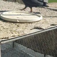 فروش کبوتر ذاغ آبادانی نر|پرنده|فیروزآباد (فارس), |دیوار