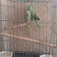 طوطی ملنگو جفت