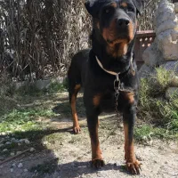 سگ روتوایلر ماده