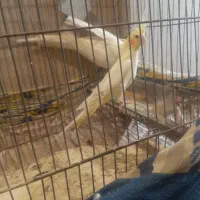 عروس هلندی|پرنده|رشت, پاره بیجار|دیوار