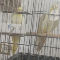 عروس هلندی|پرنده|دزفول, |دیوار