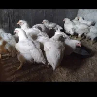 مرغ گوشتی  (مرغ سبز)