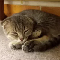 واگذاری‌گربه|گربه|تبریز, |دیوار