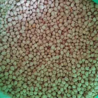 فروش نخود|عمده‌فروشی|باغ حلی, |دیوار