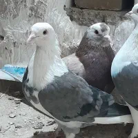 کبوتر پرشی ۴ عدد|پرنده|مشگین شهر, |دیوار