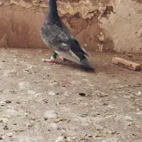 باسلام|پرنده|مشهد, شهرک مهر آباد|دیوار