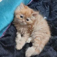 بچه گربه پرشین