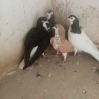 کجکله هفت رنگ