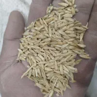 جو محلی بردسیر