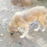 سگ پاکستانی