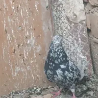 سرور|پرنده|داران, |دیوار
