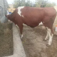 گاو سمینتال شرابی آبستن