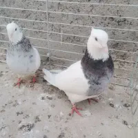 طوقی سرور و سرخ|پرنده|یزد, |دیوار