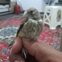 قناری سهره جوجه|پرنده|گنبد کاووس, |دیوار