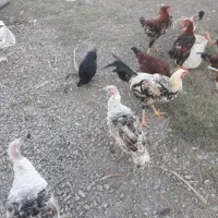 خروس گله و بوقلمون محلی|حیوانات مزرعه|گرگان, |دیوار