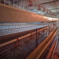 قفس مرغ تخمگذار استاده