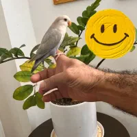 فروش ویژه طوطی برزیلی  کاملاً دستی و رام