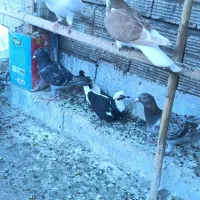 کفتر|پرنده|گرگان, |دیوار