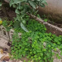 کارگر برای کارهای منزل