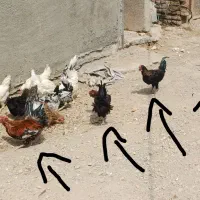 خروس گلین لری اصیل