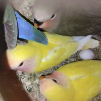چهار تا کوتوله برزیلی دوماهه سالم و سرحال|پرنده|شیروان (خراسان), |دیوار