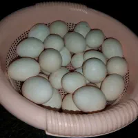 تخم مرغ محلی