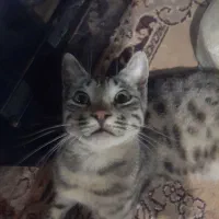واگزاری گربه خانگی