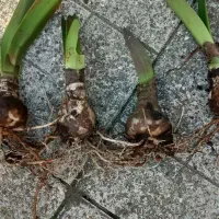 حراج حراج انواع گل|حراج|رشت, نخودچر|دیوار