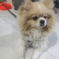 فروش سگ پامرنر35میلیون