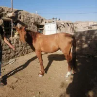 اسب در تجهیزات سوارکاری|اسب و تجهیزات اسبسواری|مشهد, بهمن|دیوار