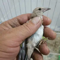 سهره