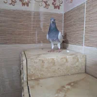 دمگیر خرقه نر ماده کیپ