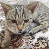 گربه خانگی|گربه|سنندج, |دیوار