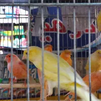 فروش ۸ عدد قناری نر سوپری تکی وتعداد|پرنده|نهاوند, |دیوار