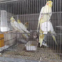 عروس هلندی