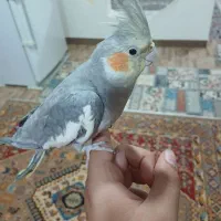 عروس هلندی نر.