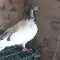 کبوتر