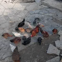 مرغ تخم گذار