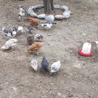 خروس  چهار ماهه برهما اصیل و سالم