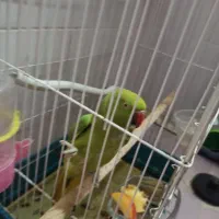 طوطی. ملنگو|پرنده|فولادشهر, مسکن مهر فولادشهر|دیوار