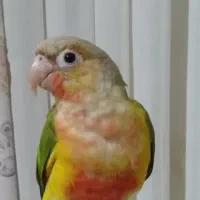 طوطی گرینچیک اکستریم رد