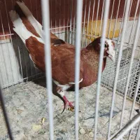 کفتر|پرنده|چناران, |دیوار