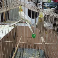 عروس هلندی