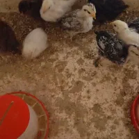 جوجه چهل روزه