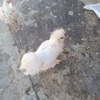 نیمچه ابریشمی|حیوانات مزرعه|شاهین‌شهر, خانه کارگر|دیوار