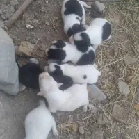 سگ پاکوه تا