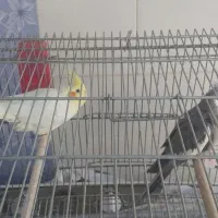 عروس هلندی|پرنده|مرودشت, بیست متری بیمارستان|دیوار