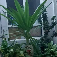 گل ذرتی جفت بسیار زیبا و شاداب|گل و گیاه طبیعی|شیراز, رکن‌آباد|دیوار